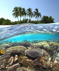 Malediven tauchen: Mantas, Walhaie und traumhafte Atolle – der ultimative Guide