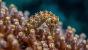 Makrofotografie unter Wasser: Kleintiere perfekt ins Bild setzen