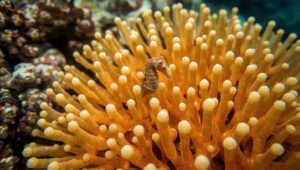 Seepferdchen: Biologie, Verbreitung und wo man sie findet
